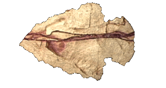 arrowhead point left hg clr