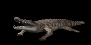 crocodile bite hg blk  st