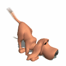 bloodhound sniffing md wht