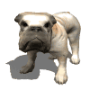 bulldog barking md wht