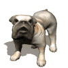 bulldog big barking md wht