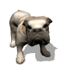 bulldog wagging tail md wht