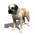 mastiff blinking md wht