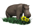 hippo sniff flower md wht