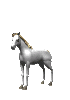 horse white rear md wht