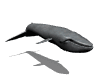 whale swimming md wht