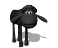 black sheep blinking md wht