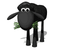 black sheep eating grass md wht