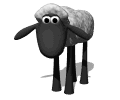 sheep blinking md wht