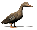 female duck walking md wht