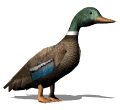 mallard looking md wht