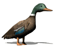 mallard walking md wht