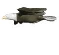 eagle soar md wht