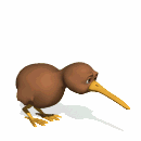 kiwi trying to fly md wht