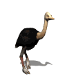 ostrich running md wht