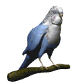 parakeet blinking md wht