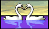 swan heart md wht