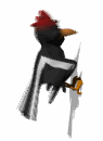 woodpecker pecking md wht
