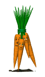 blinking carrot bunch md wht