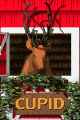 reindeer cupid md wht