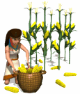 native american woman gathering corn md wht