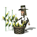pilgrim picking corn md wht