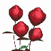 roses opening md wht