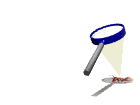 ant fried by magnifying glass md wht