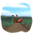 ant going down anthill md wht