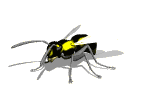 wasp flap wings md wht