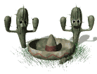 cactus mexican hat dance md wht