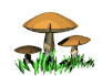 dancing mushrooms md wht