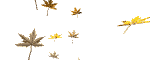 autumn leaves falling md wht