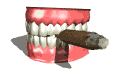 teeth cigar smoking md wht