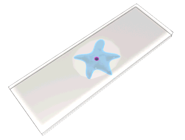 amoeba slide hg wht  st