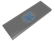 amoeba slide lg clr  st