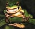 HappyFROG