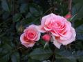 PinkRose