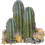 cactus5