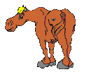 horse4