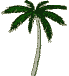 palmier2