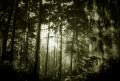 FogForest
