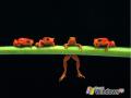 Frog-XP