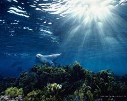 Magic UnderWater