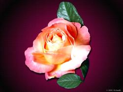 RoseDetail