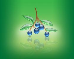 aqua blueberries 02 noname