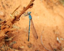 dragonfly 1280x1024