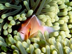 fish10