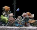 fishtank