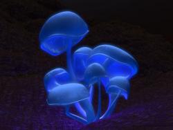 mushroom